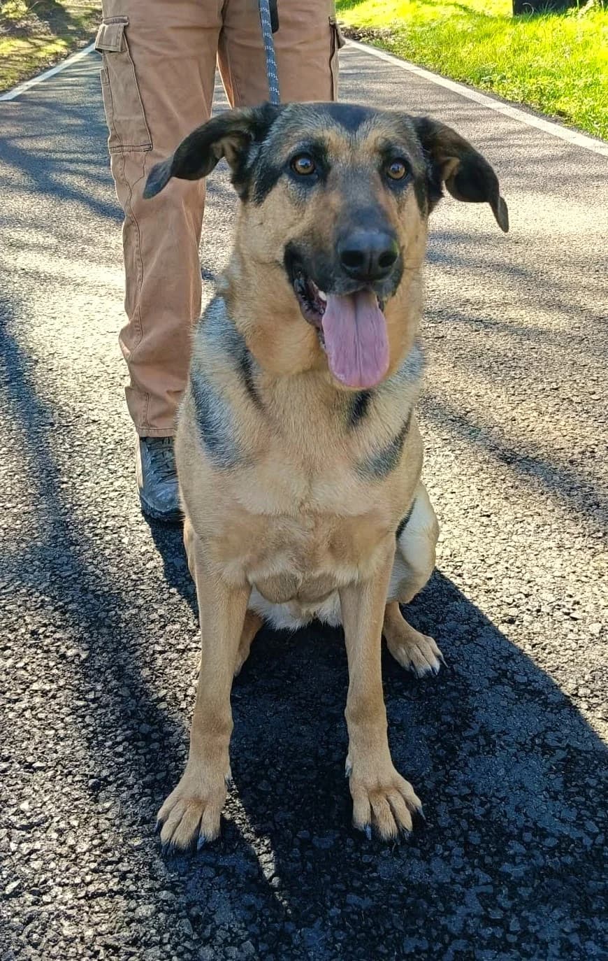 Txika, female mixed breed for adoption at APA Puppy Bilbao