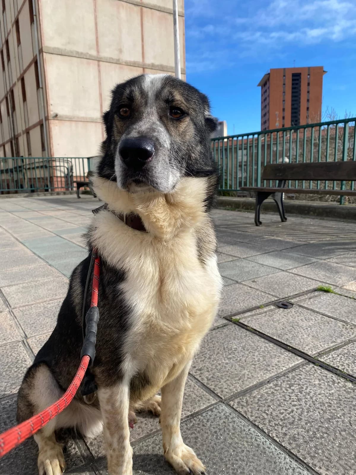 Txitxarron, male Mixed Breed for adoption at APA Puppy Bilbao