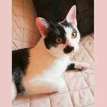 Chaplin, male 4yo Mixed Breed for adoption at Protectora Redención