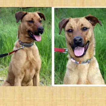 Suka, Mixed Breed (Redención Soria)