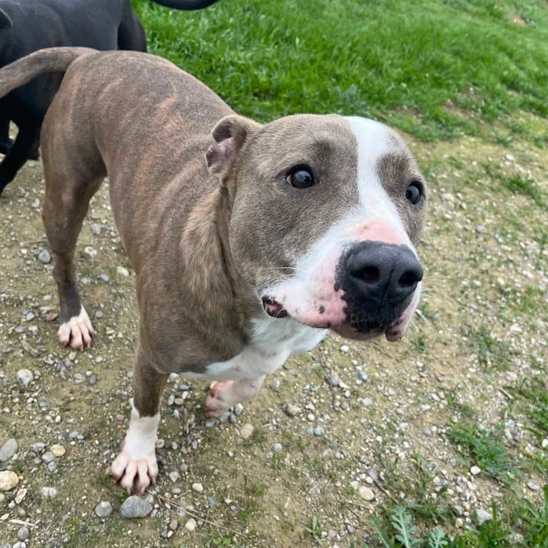 Blue, male American Staffordshire Terrier for adoption at El Refugi dels Peluts (Lleida)