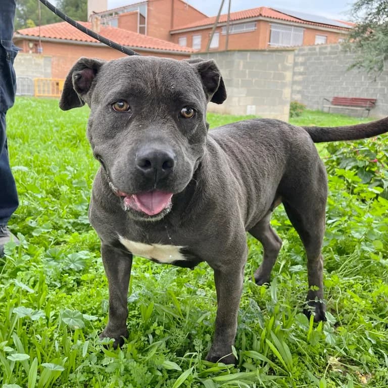 Boira, female American Staffordshire Terrier for adoption at El Refugi dels Peluts (Lleida)