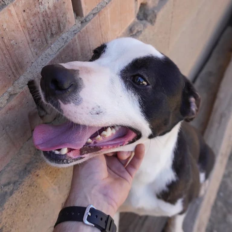 Comí, male American Staffordshire Terrier for adoption at El Refugi dels Peluts (Lleida)