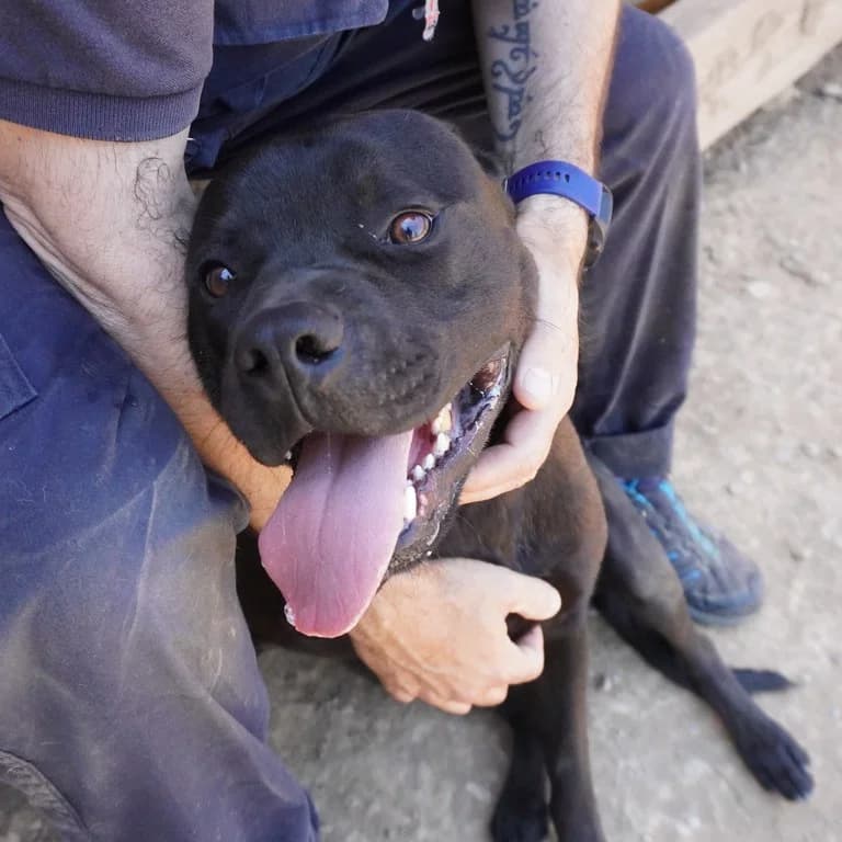 Diluc, male American Staffordshire Terrier for adoption at El Refugi dels Peluts (Lleida)