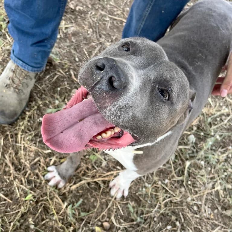 Draco, male Pit Bull Terrier for adoption at El Refugi dels Peluts (Lleida)