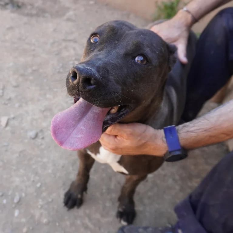 Fiona, female American Staffordshire Terrier for adoption at El Refugi dels Peluts (Lleida)