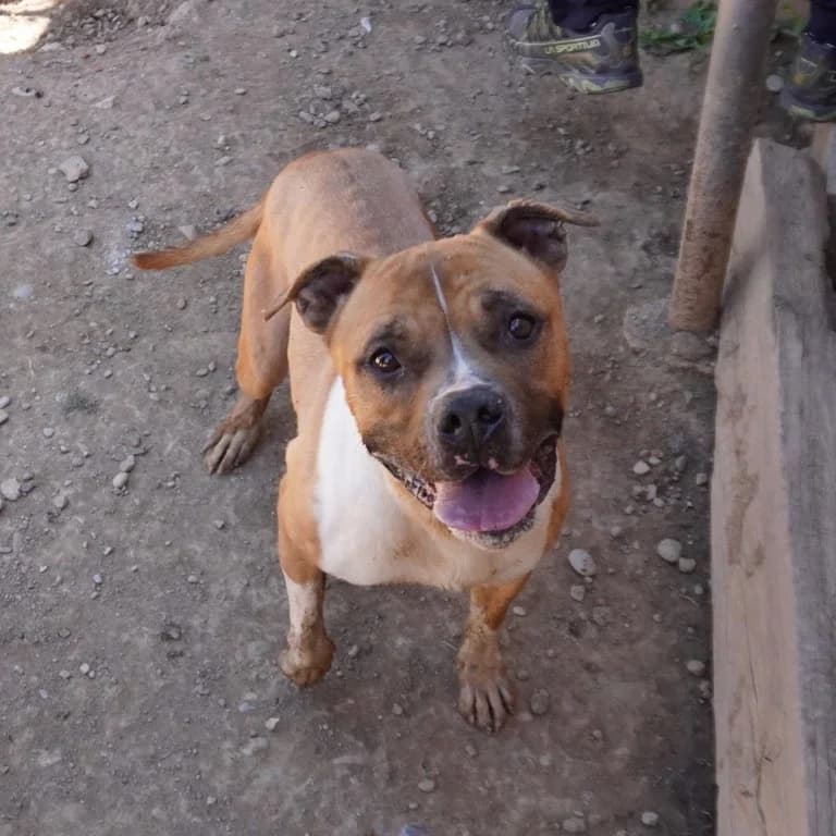 Kira, female American Staffordshire Terrier for adoption at El Refugi dels Peluts (Lleida)