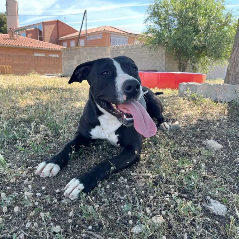 Linda, female American Staffordshire Terrier for adoption at El Refugi dels Peluts (Lleida)
