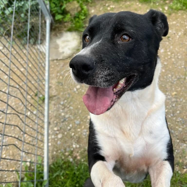 Lindi, female mixed breed for adoption at El Refugi dels Peluts (Lleida)
