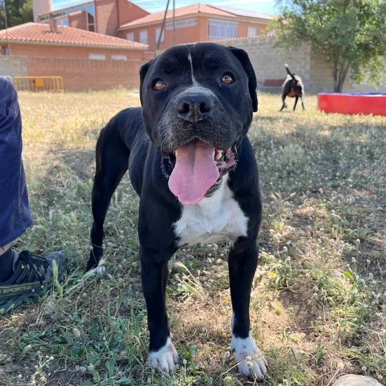 Loki, male American Staffordshire Terrier for adoption at El Refugi dels Peluts (Lleida)