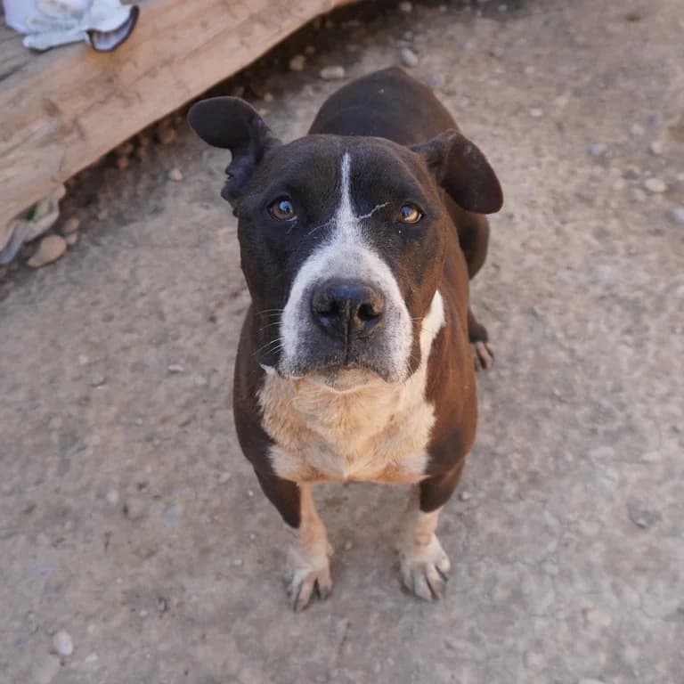Luna, female American Staffordshire Terrier for adoption at El Refugi dels Peluts (Lleida)