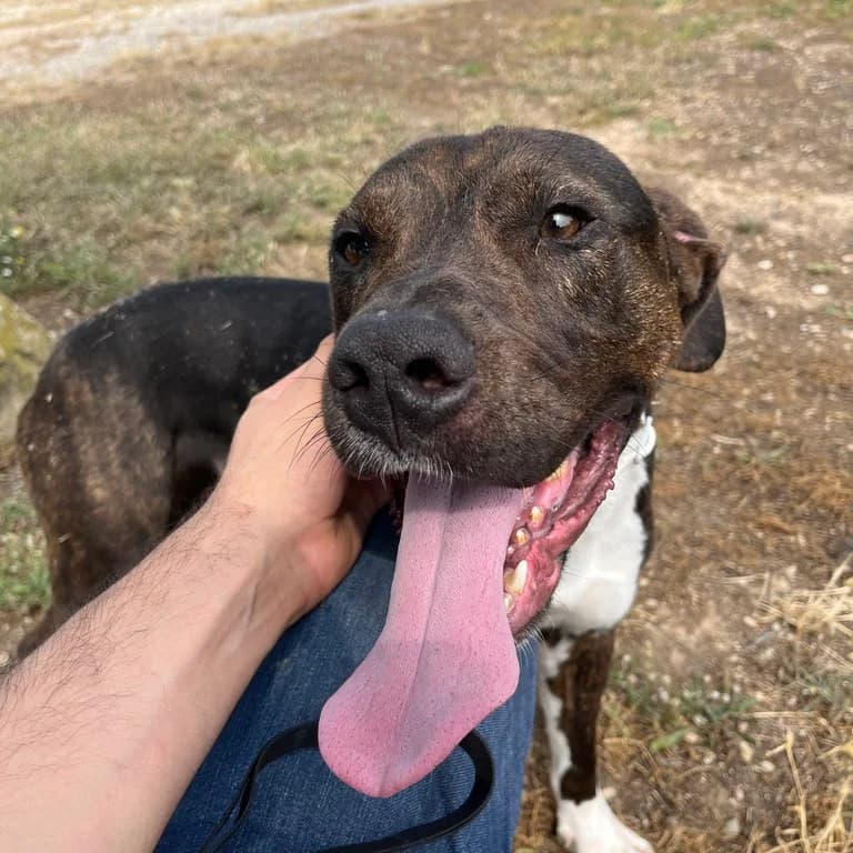 Magri, male American Staffordshire Terrier for adoption at El Refugi dels Peluts (Lleida)