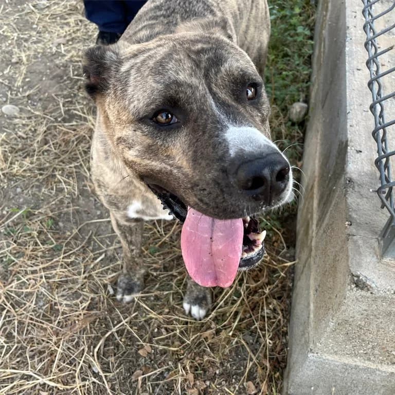 Neel, male American Staffordshire Terrier for adoption at El Refugi dels Peluts (Lleida)