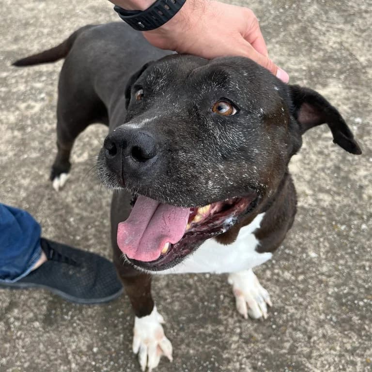 Negra, female American Staffordshire Terrier for adoption at El Refugi dels Peluts (Lleida)