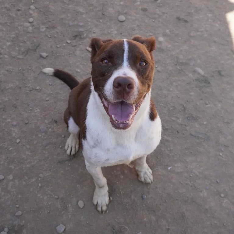 Nico, male American Staffordshire Terrier for adoption at El Refugi dels Peluts (Lleida)