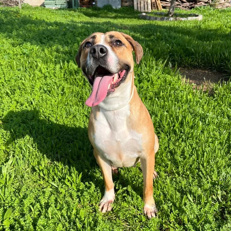 Nina, female American Staffordshire Terrier for adoption at El Refugi dels Peluts (Lleida)