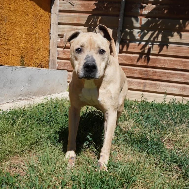 Osso, male American Staffordshire Terrier for adoption at El Refugi dels Peluts (Lleida)