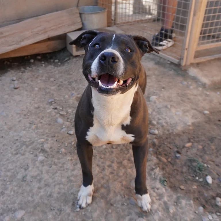 Pepa, female American Staffordshire Terrier for adoption at El Refugi dels Peluts (Lleida)
