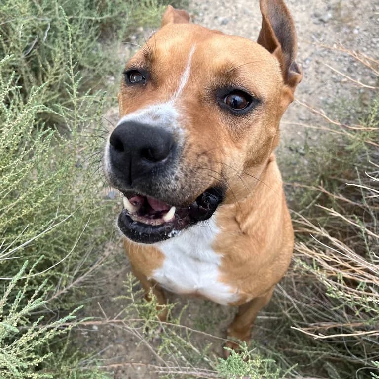 Pinky, female American Staffordshire Terrier for adoption at El Refugi dels Peluts (Lleida)