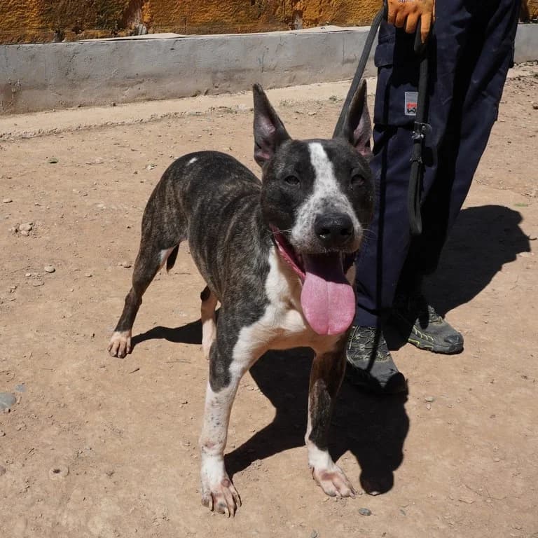 Piti, male American Staffordshire Terrier for adoption at El Refugi dels Peluts (Lleida)