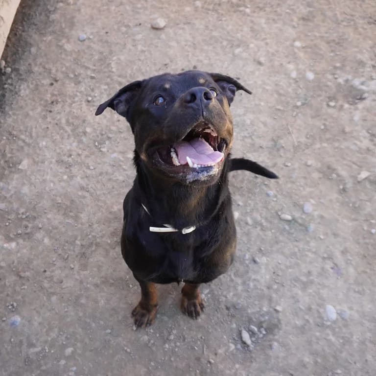 Roure, male Rottweiler for adoption at El Refugi dels Peluts (Lleida)