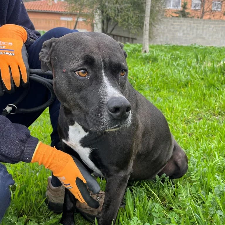 Siry, female American Staffordshire Terrier for adoption at El Refugi dels Peluts (Lleida)