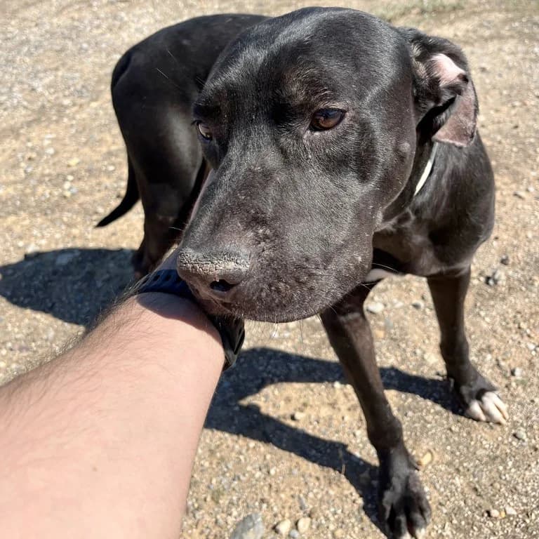 Sonic, male Pit Bull Terrier for adoption at El Refugi dels Peluts (Lleida)