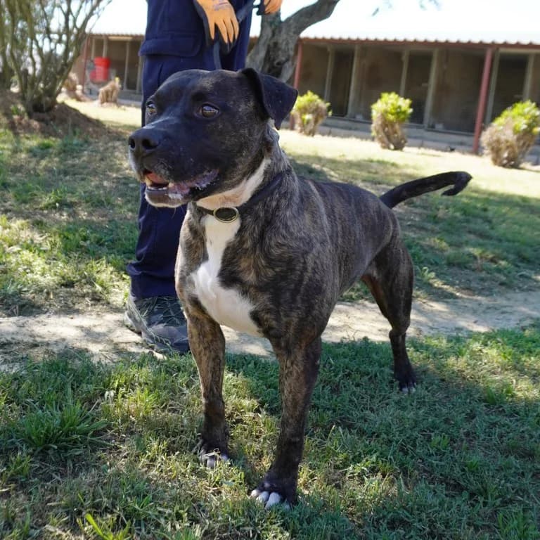TAS, male mixed breed for adoption at El Refugi dels Peluts (Lleida)