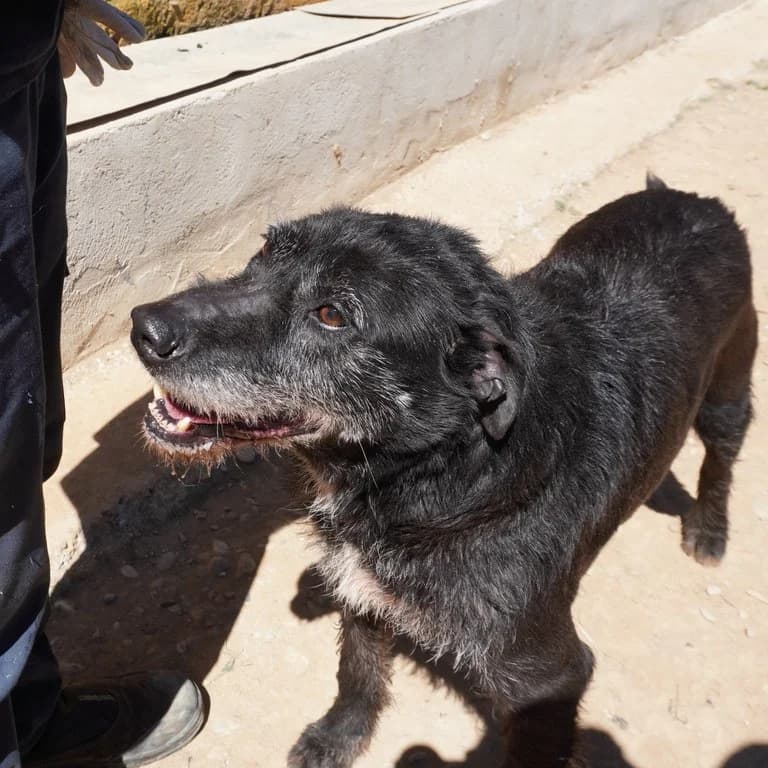 Terry, male mixed breed for adoption at El Refugi dels Peluts (Lleida)