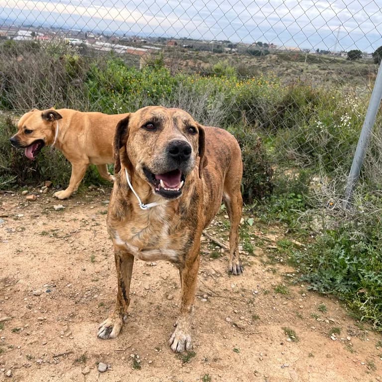 Tigre, male mixed breed for adoption at El Refugi dels Peluts (Lleida)