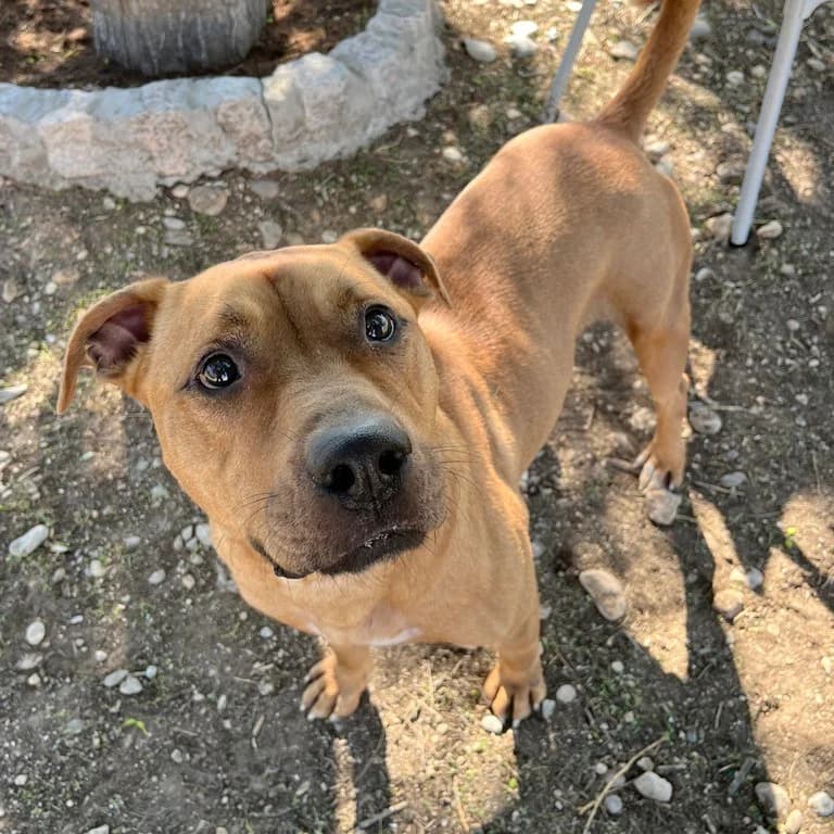 Tyson, male American Staffordshire Terrier for adoption at El Refugi dels Peluts (Lleida)