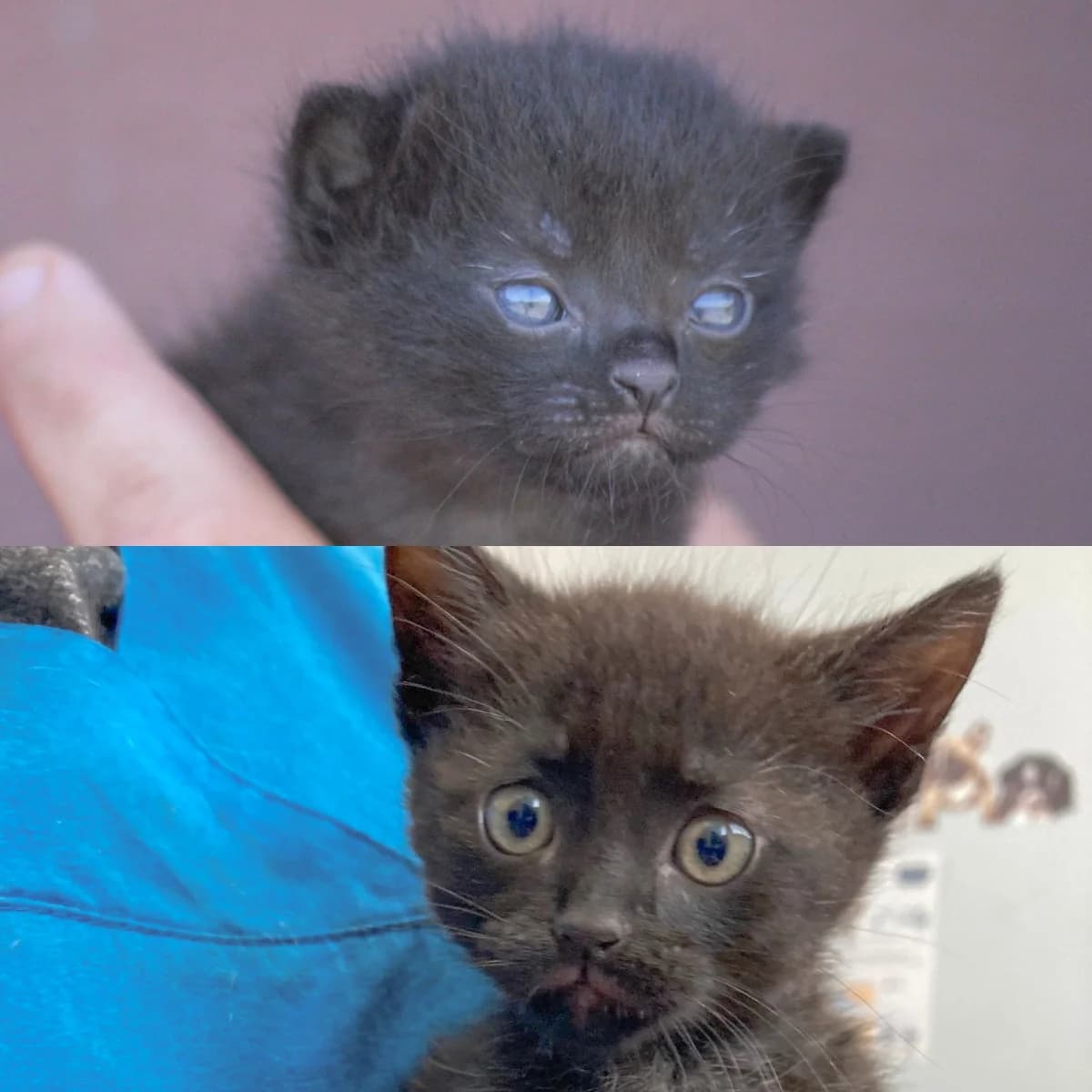 Scar, male Mixed Breed for adoption at Refugio Cambados