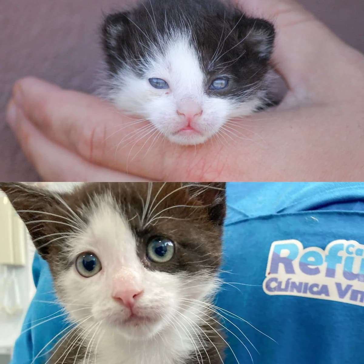 Mufasa, male Mixed Breed for adoption at Refugio Cambados