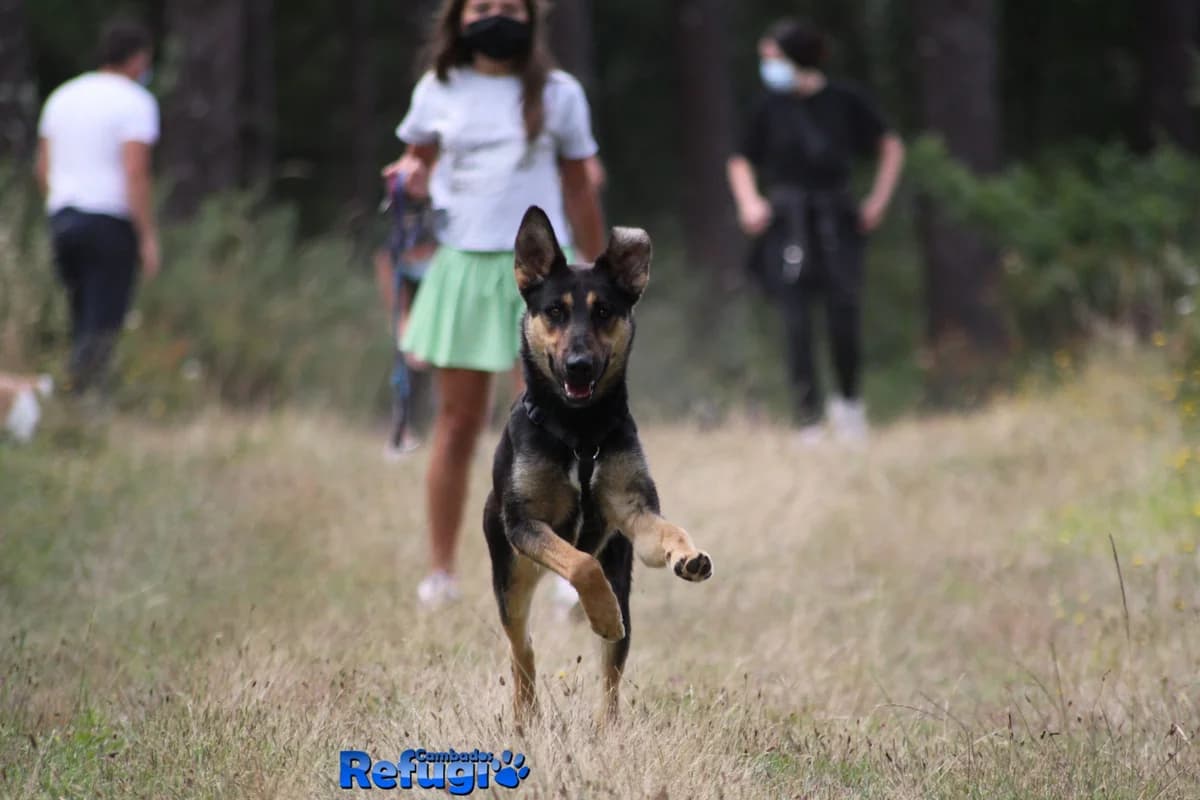 Lar, male Mixed Breed for adoption at Refugio Cambados