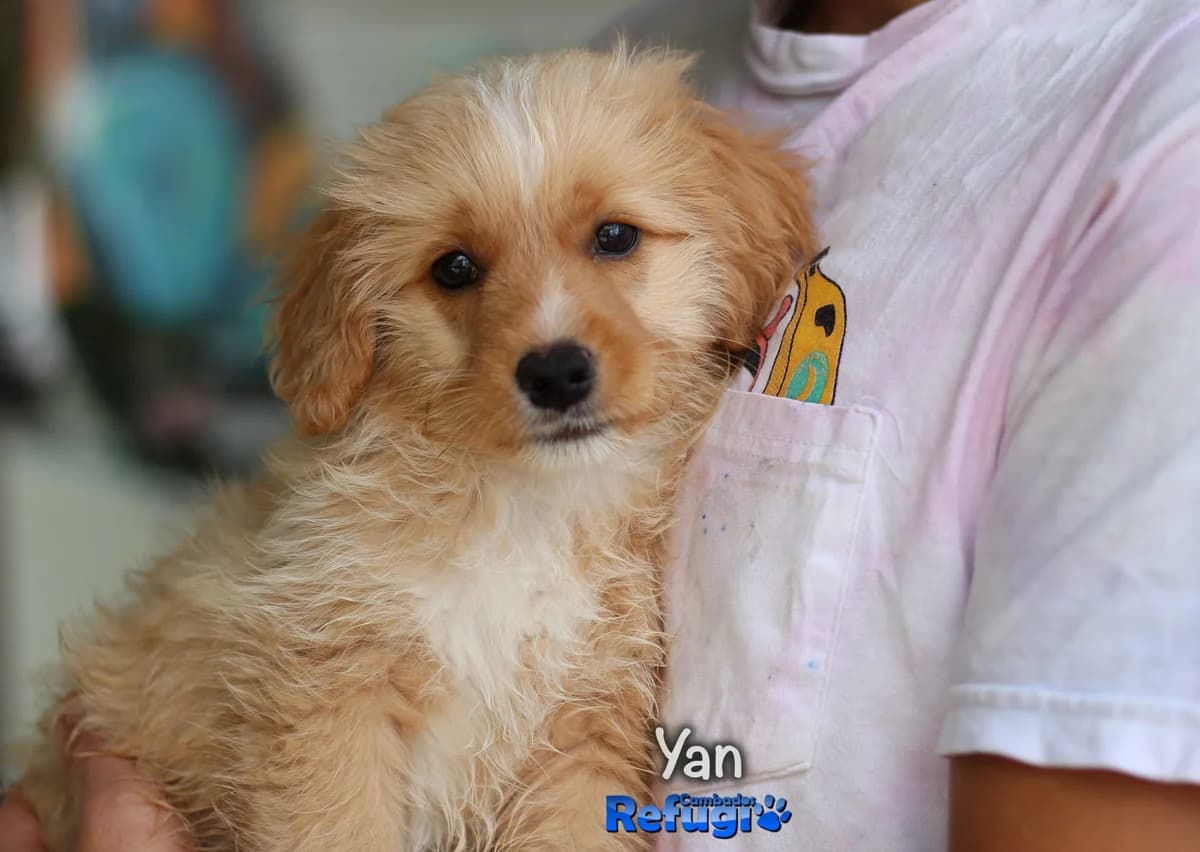 Yan, male Mixed Breed for adoption at Refugio Cambados