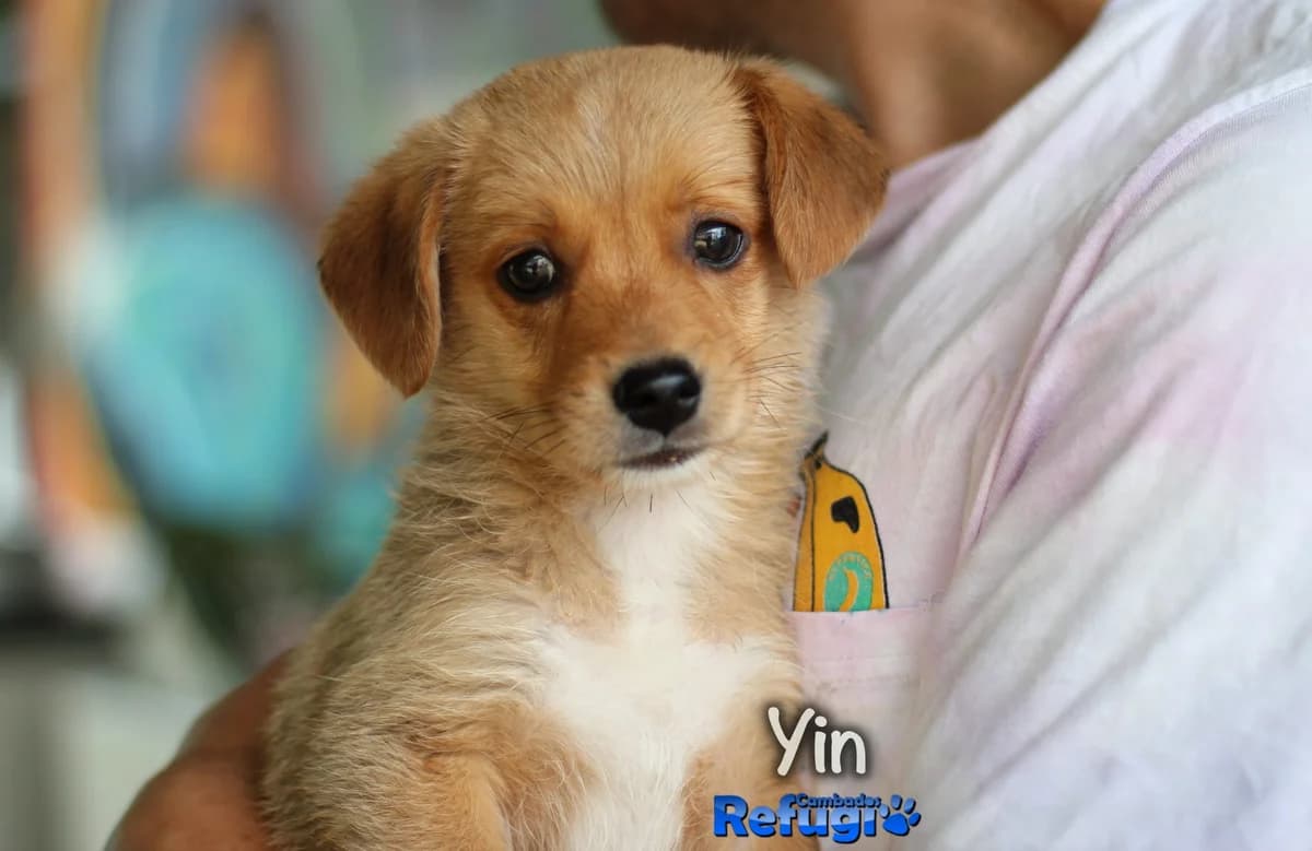 Yin, male Mixed Breed for adoption at Refugio Cambados