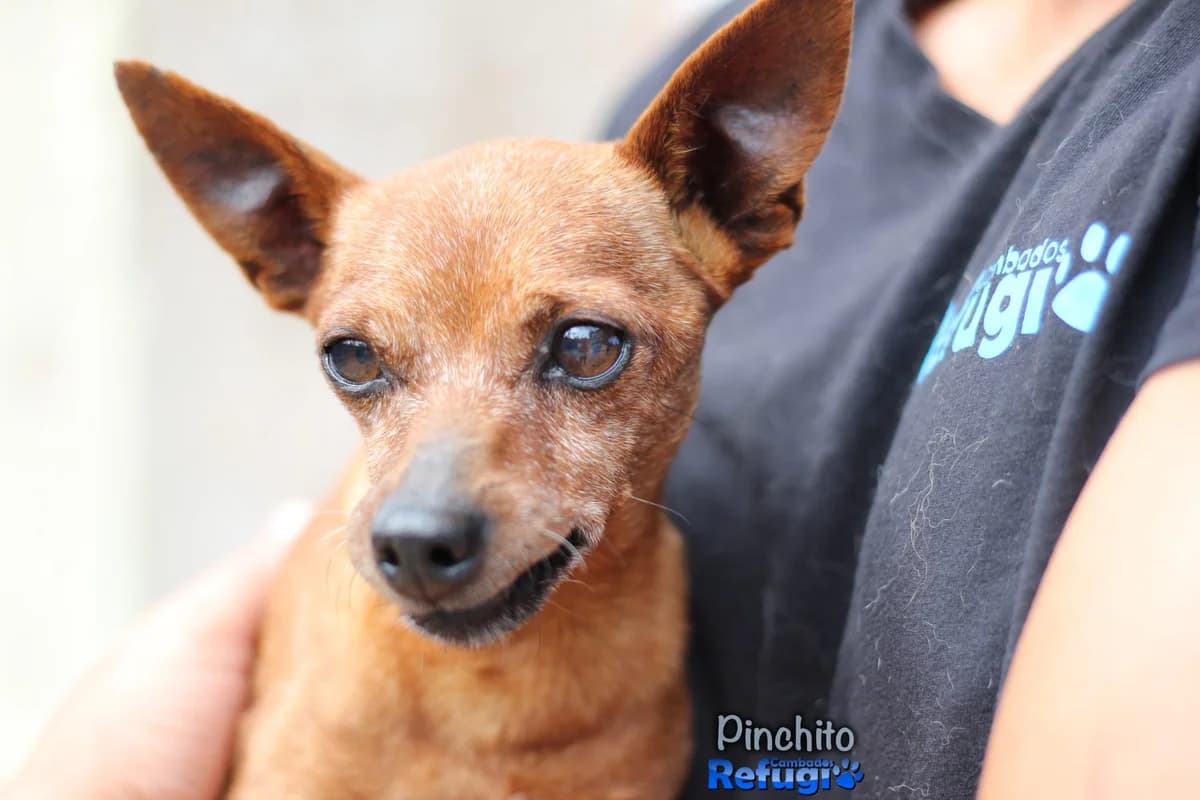 Pinchito, male 7yo Mixed Breed for adoption at Refugio Cambados