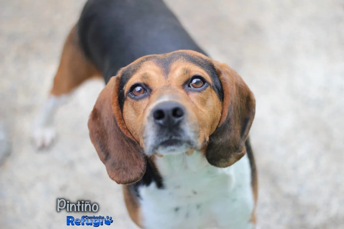 Pintiño, male 3yo Mixed Breed for adoption at Refugio Cambados