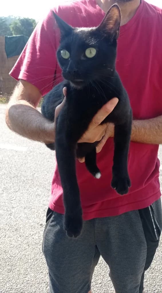 covi, male Mixed Breed for adoption at Refugio Cambados