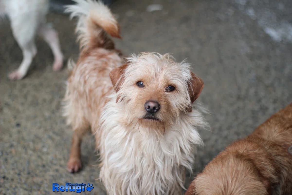 Pepe, male Mixed Breed for adoption at Refugio Cambados