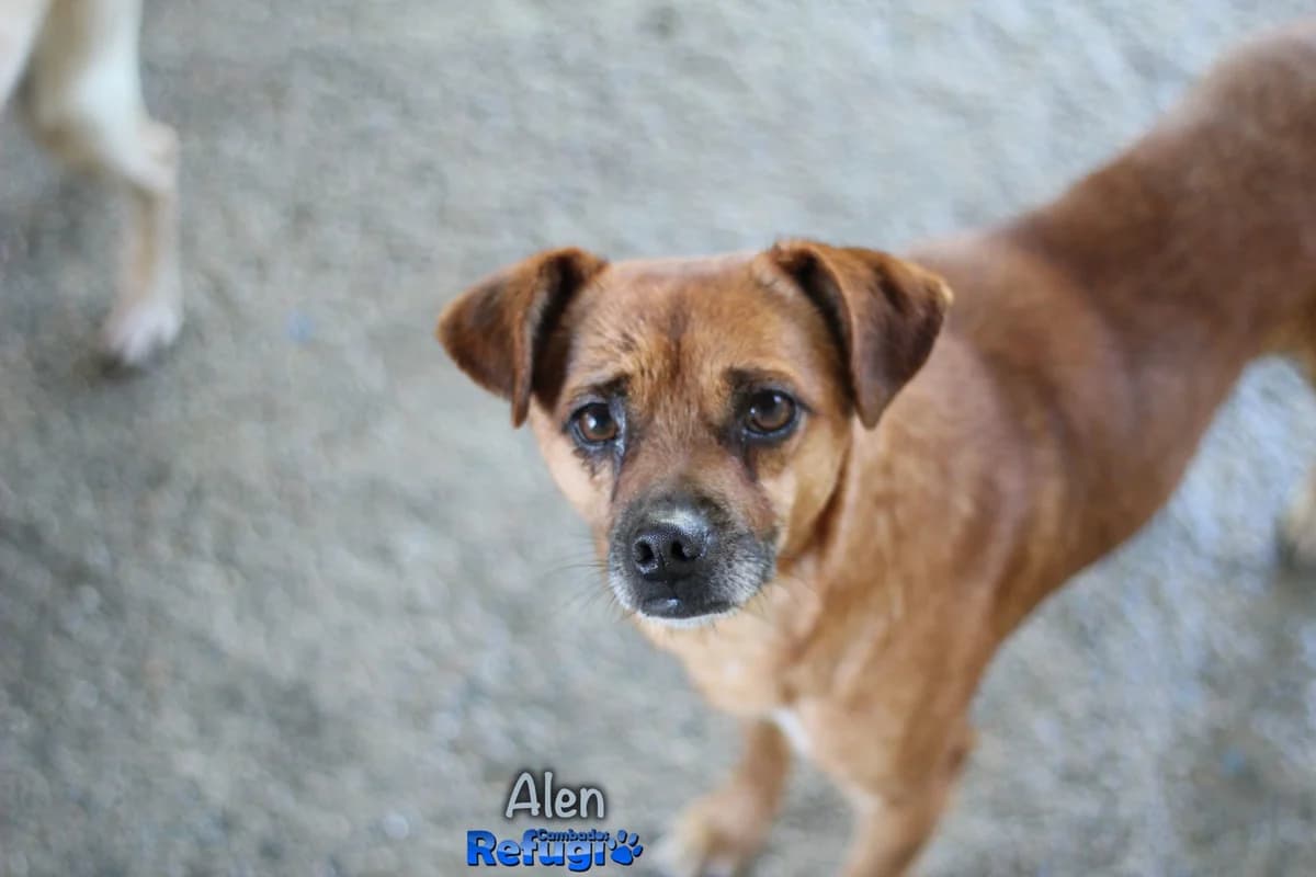 Alem, male Mixed Breed for adoption at Refugio Cambados
