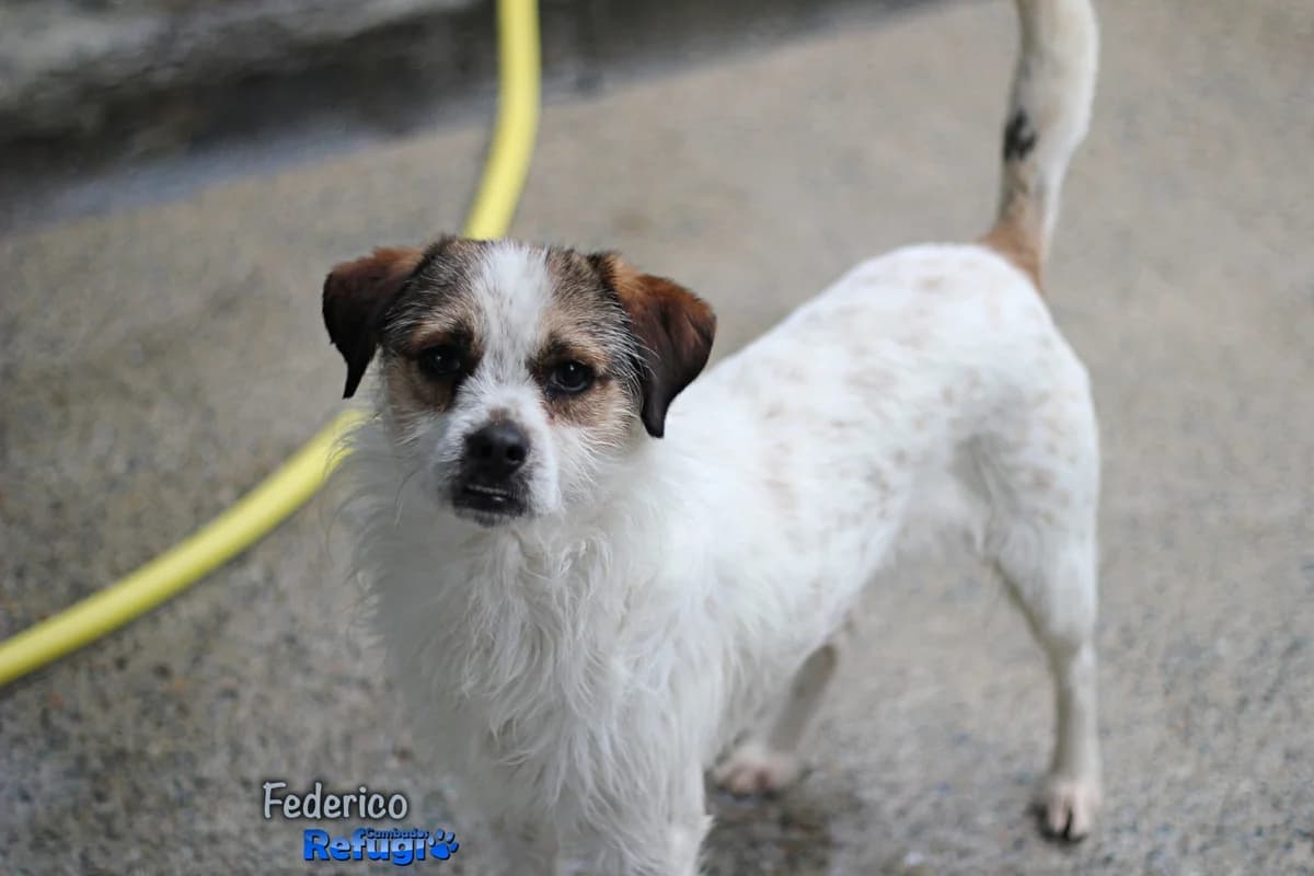 Federico, male Mixed Breed for adoption at Refugio Cambados