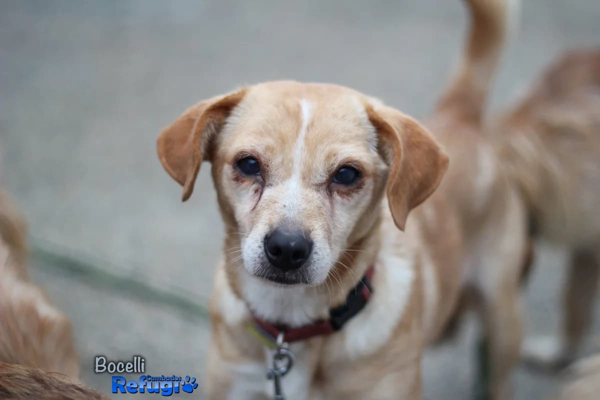 Bocelli, female Mixed Breed for adoption at Refugio Cambados