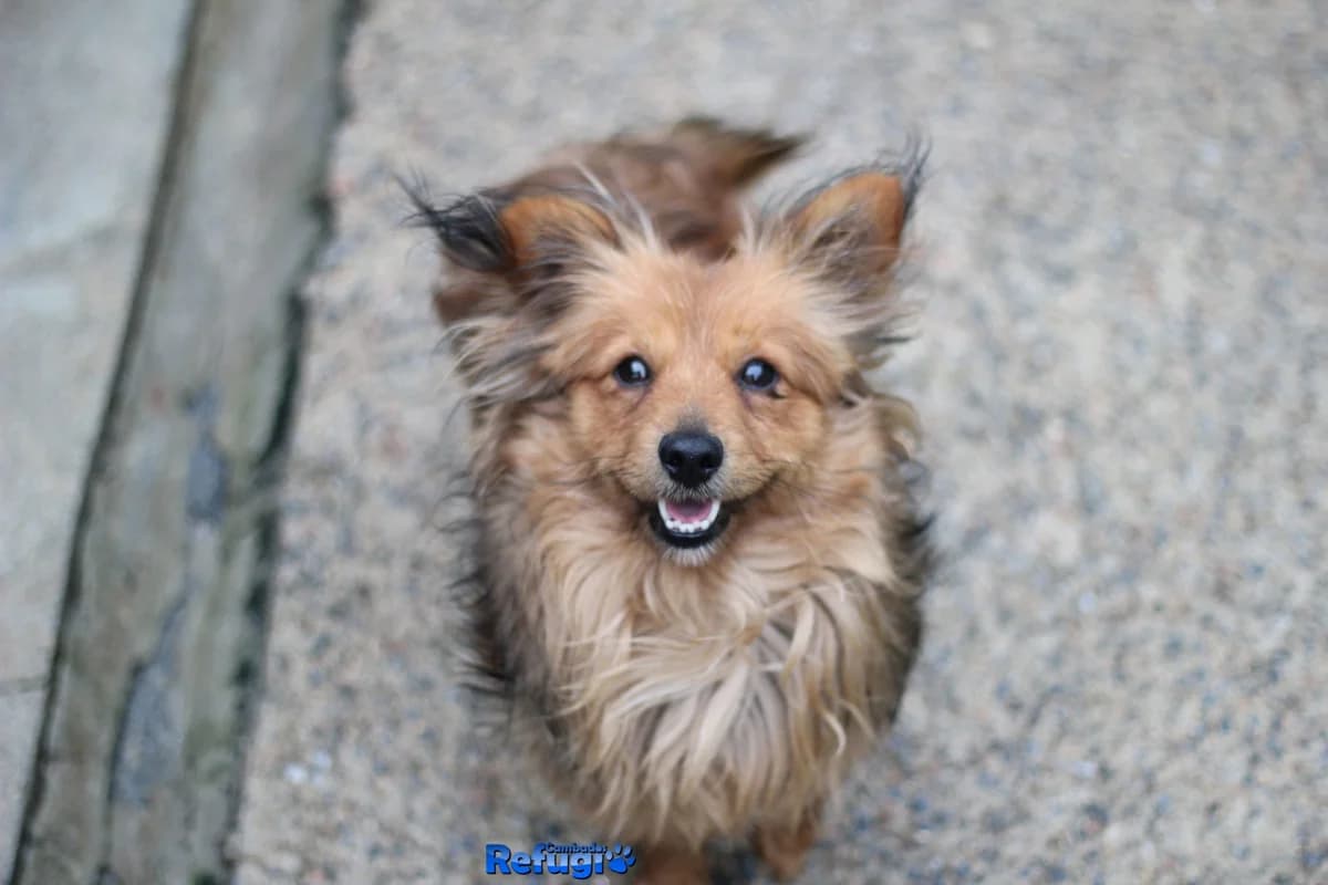 Ronaldo, male Mixed Breed for adoption at Refugio Cambados