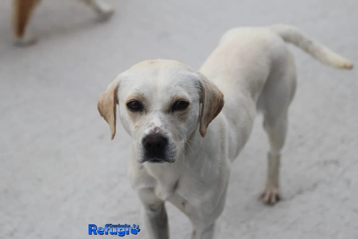Alba, female Mixed Breed for adoption at Refugio Cambados