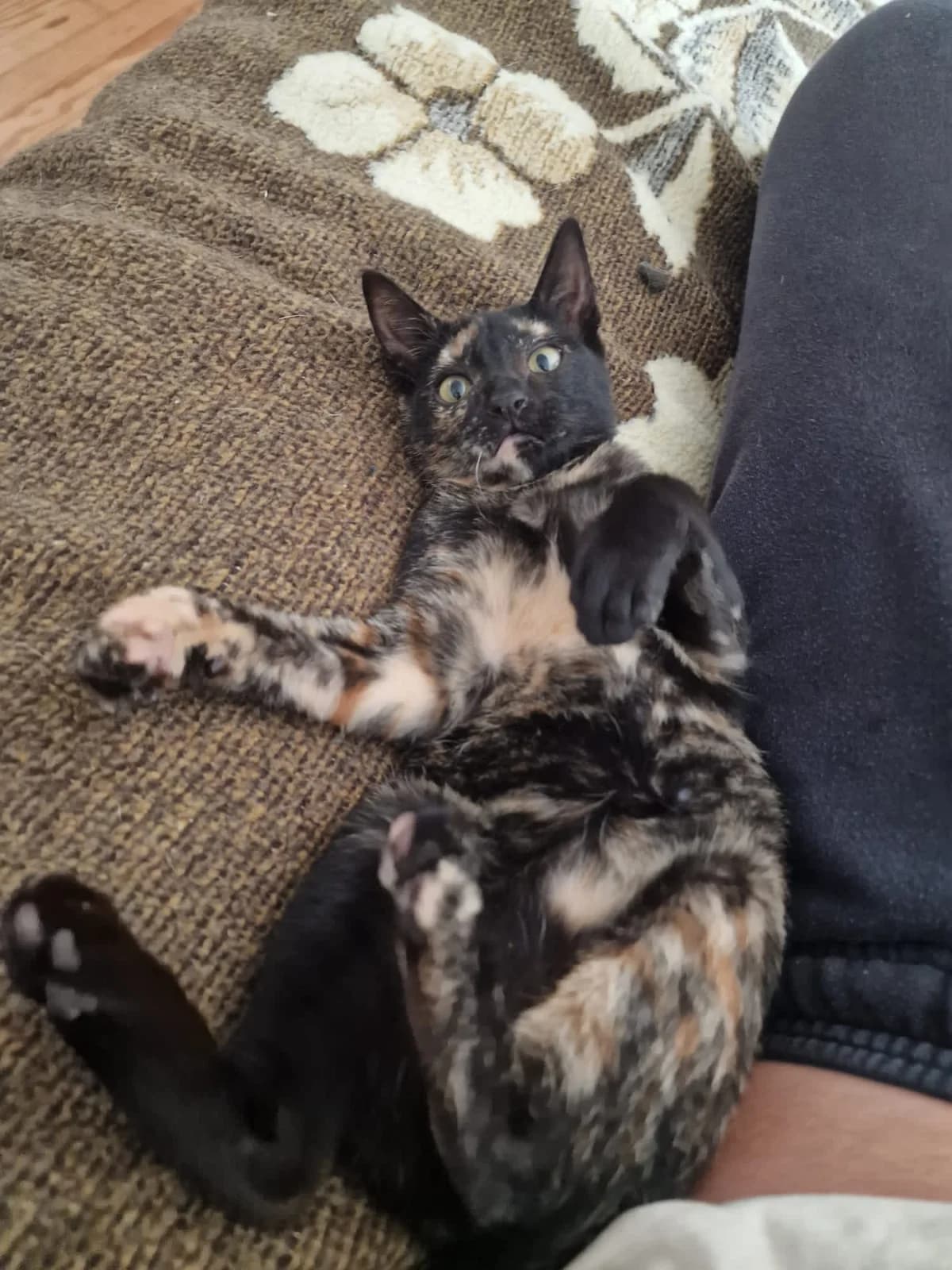 Minilily, female puppy Mixed Breed for adoption at Refugio Cambados