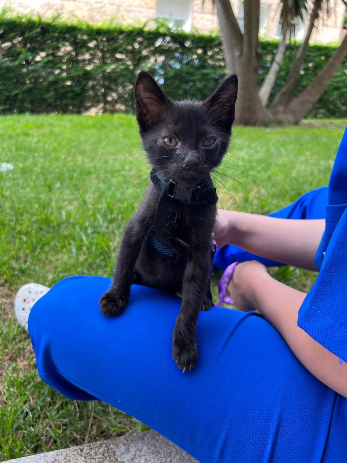 Goku, male puppy Mixed Breed for adoption at Refugio Cambados
