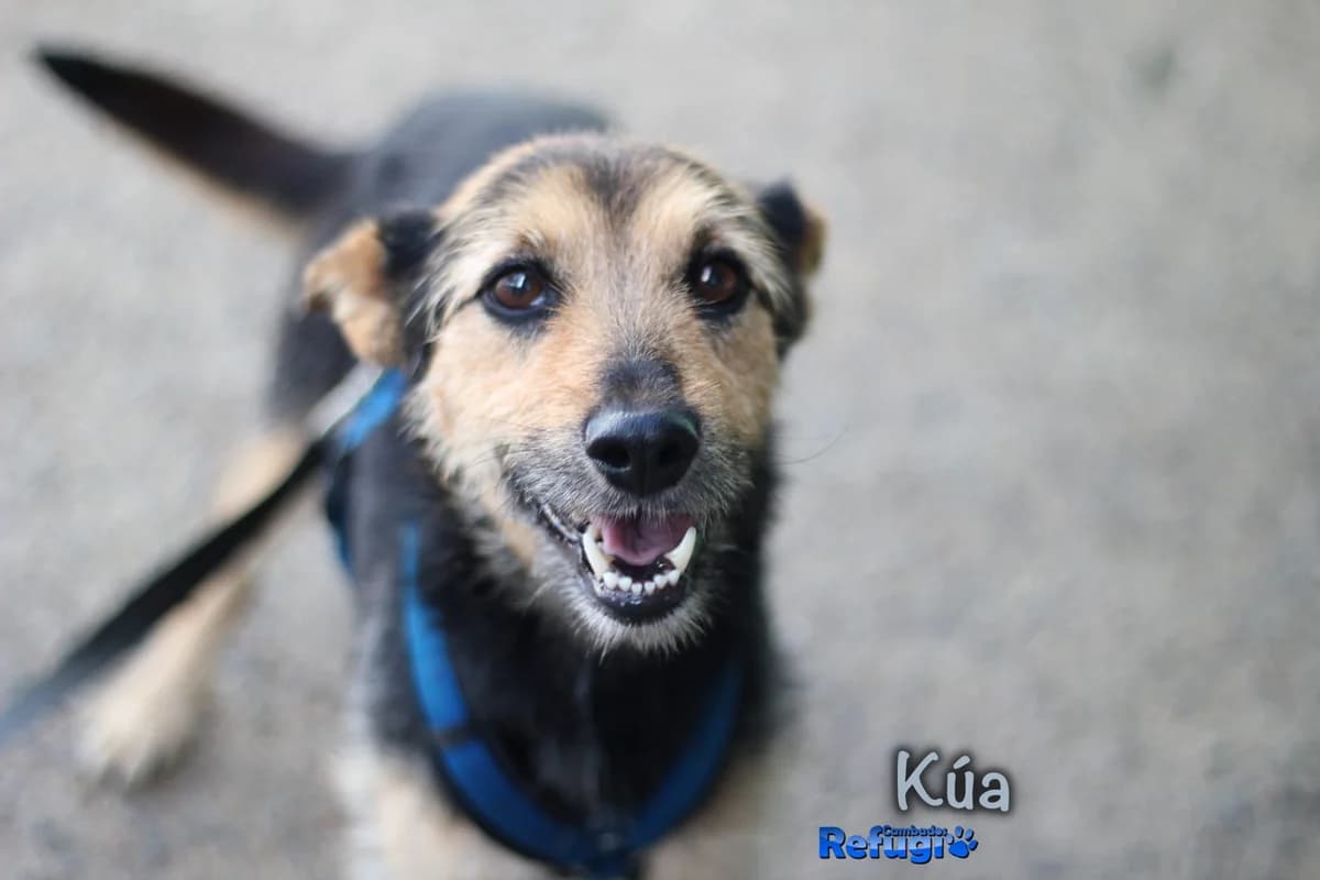 Kúa, female Mixed Breed for adoption at Refugio Cambados