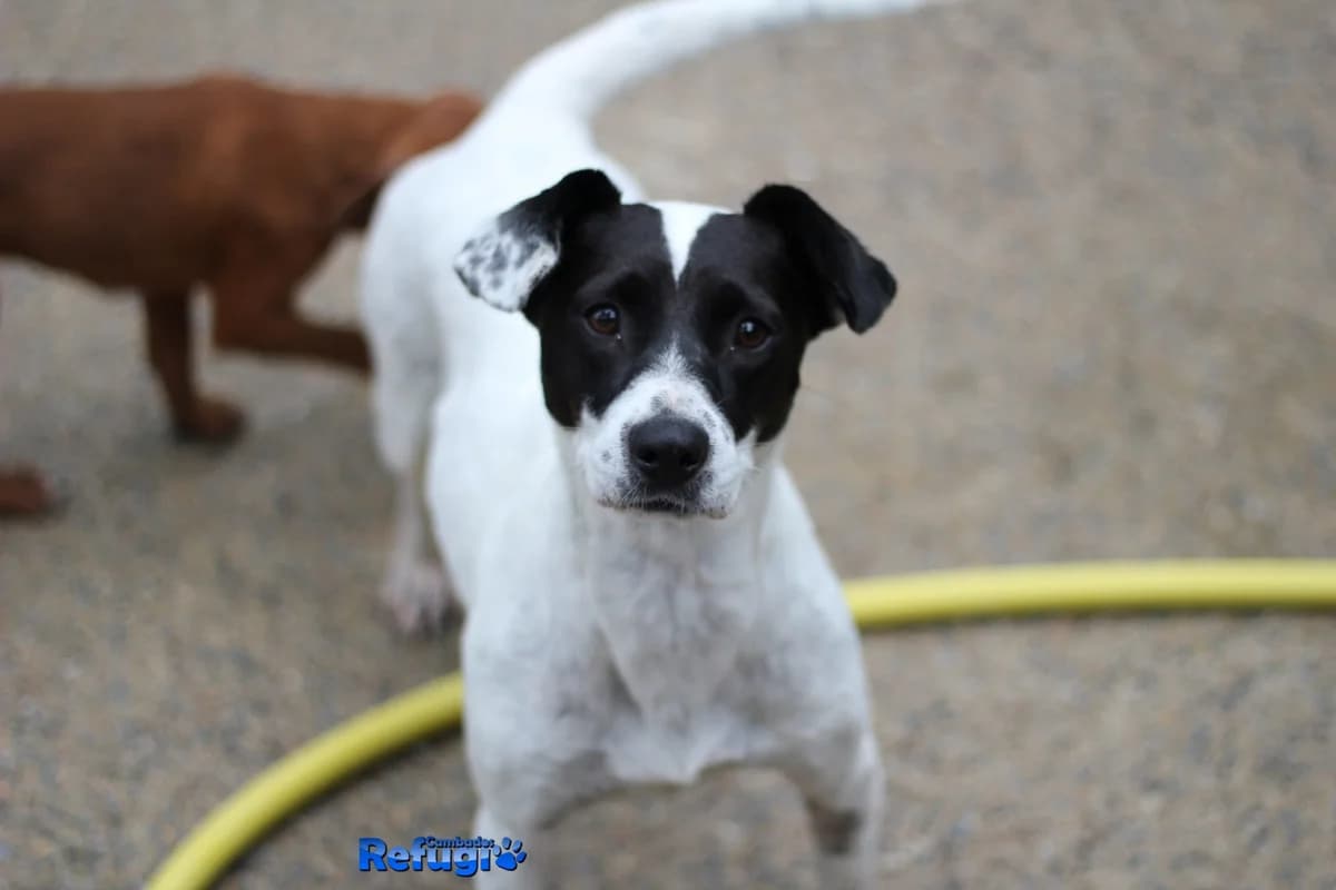 Malva, female Mixed Breed for adoption at Refugio Cambados