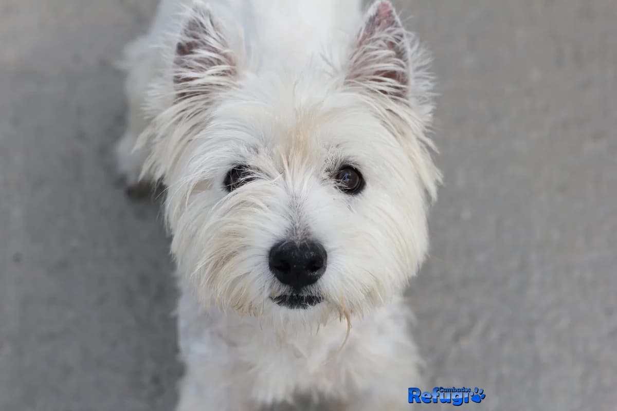 Pep, male Mixed Breed for adoption at Refugio Cambados